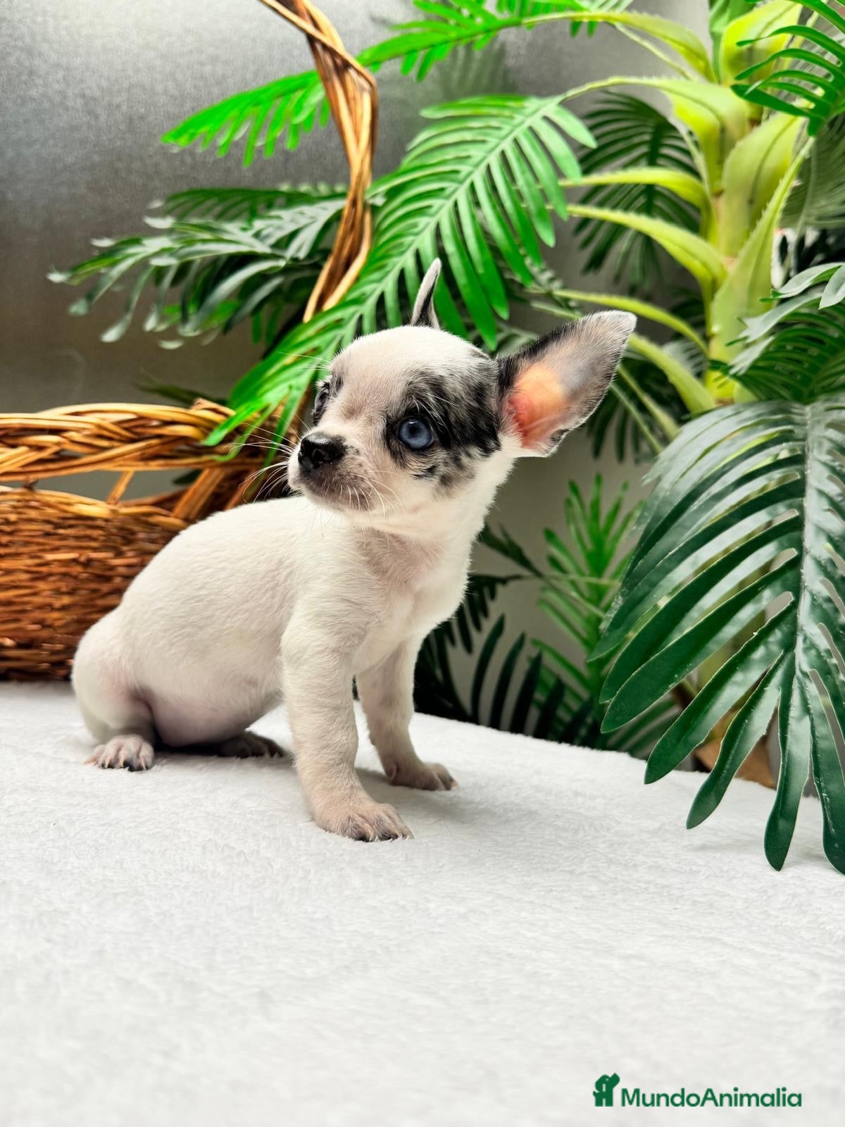 Chihuahua perros CHIHUAHUA HEMBRA - Anuncio 15