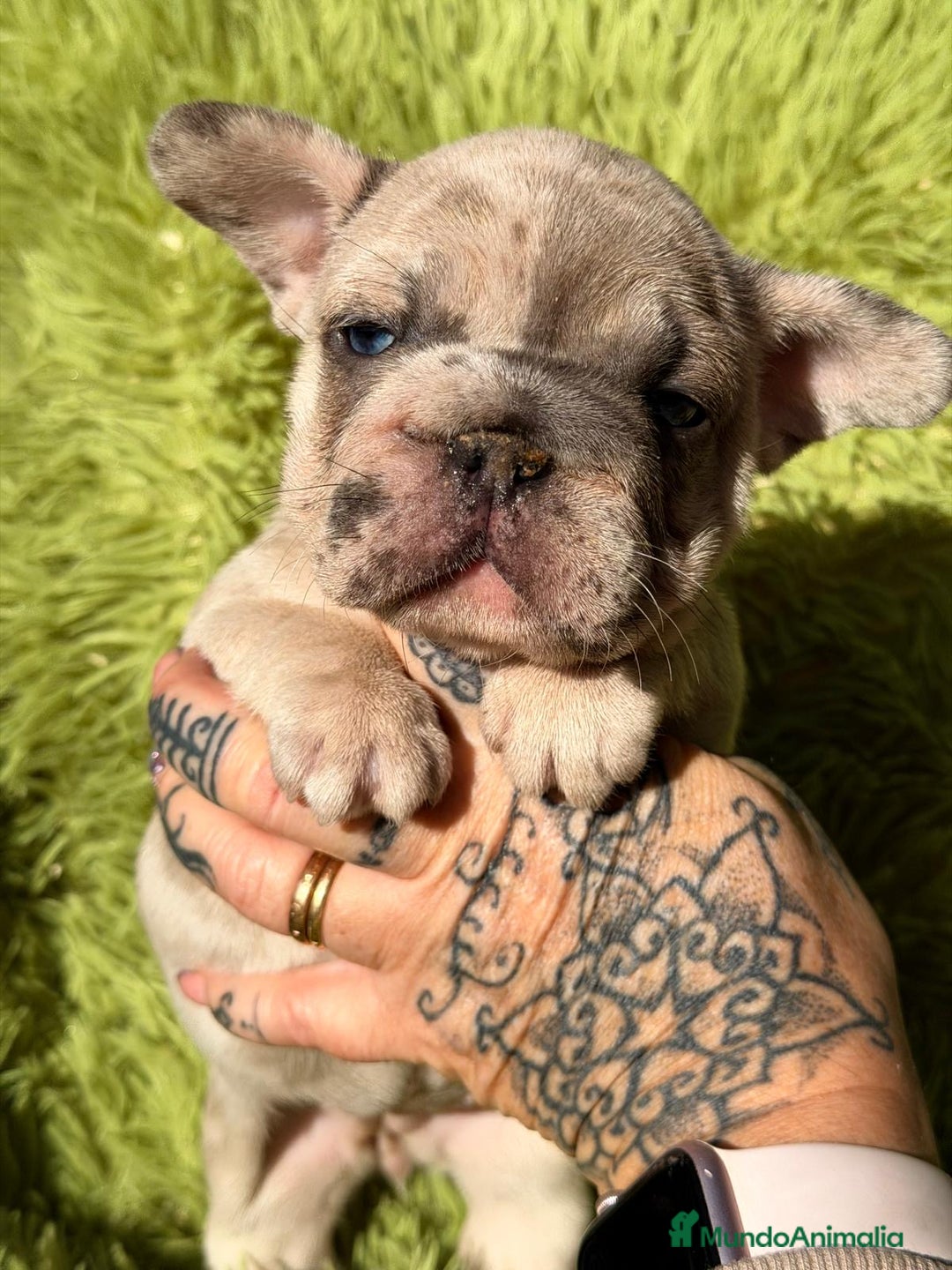 Bulldog Francés perros en venta: BULLDOG EXÓTICA BIG ROPE - Anuncio 8