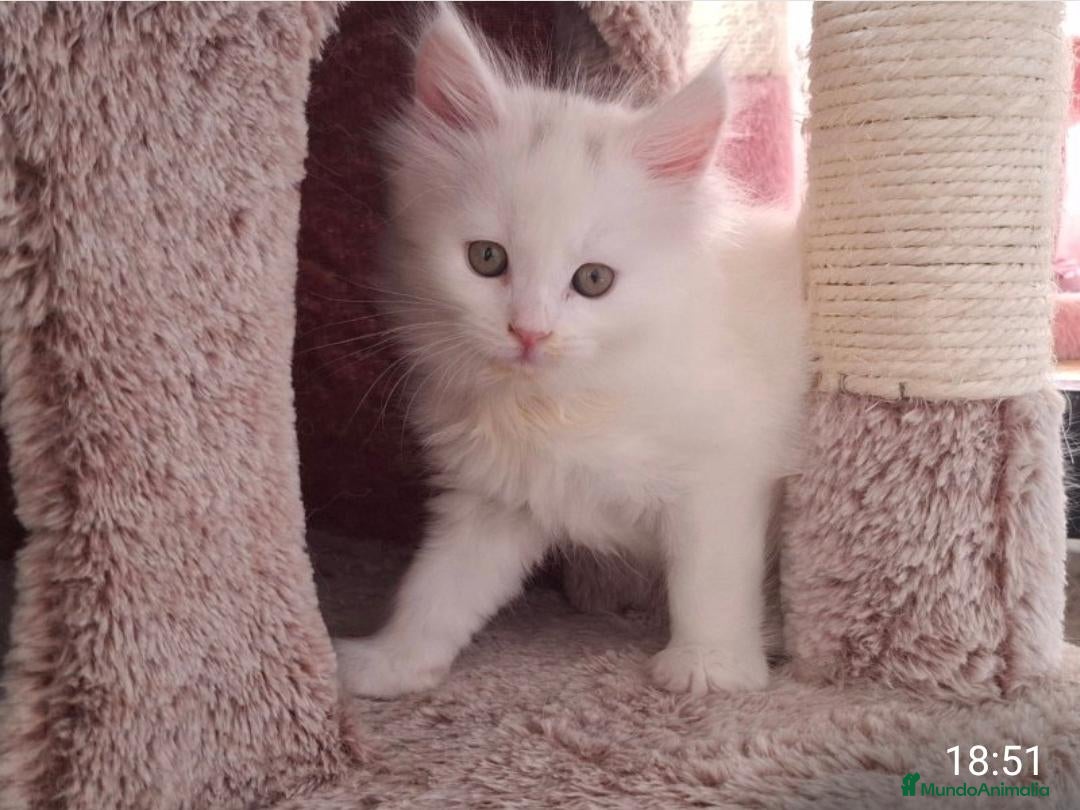 Maine Coon gatos Maine coon - Anuncio 1