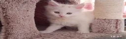 Maine Coon gatos en venta: Maine coon - Anuncio 1