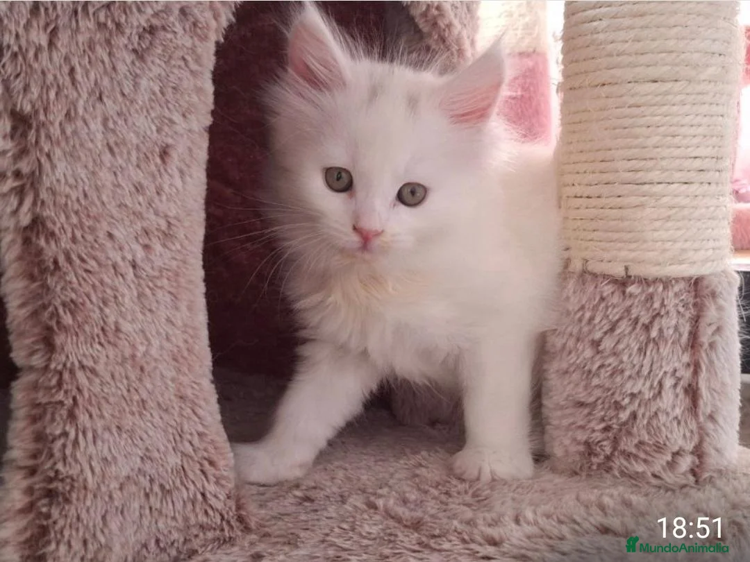 Maine Coon gatos en venta: Maine coon - Anuncio 1