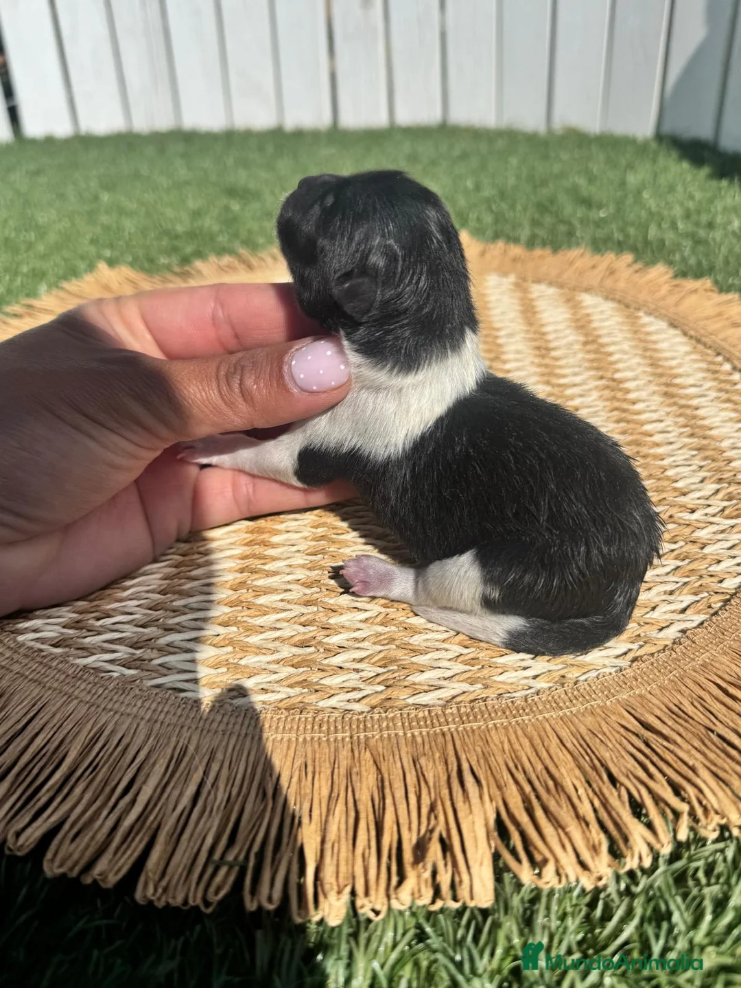 Pomerania perros en venta: POMERANIA - Anuncio 2