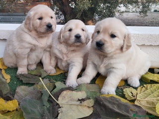 Golden Retriever perros - Anuncio 35