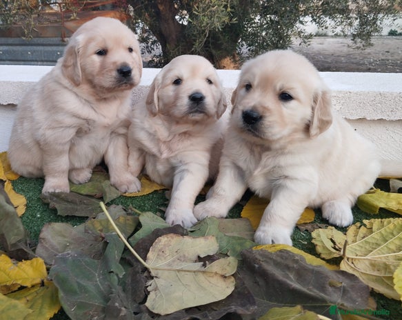Golden Retriever perros - Anuncio 1