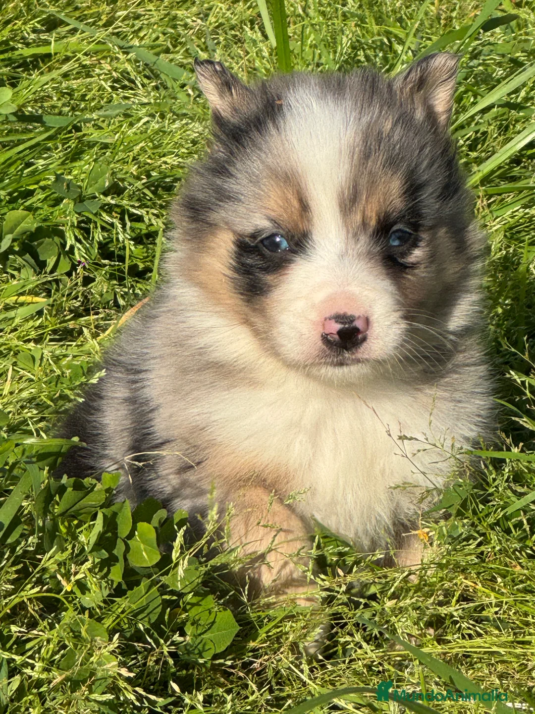 Border Collie perros en venta: Exclusivos Border Collie  - Anuncio 2