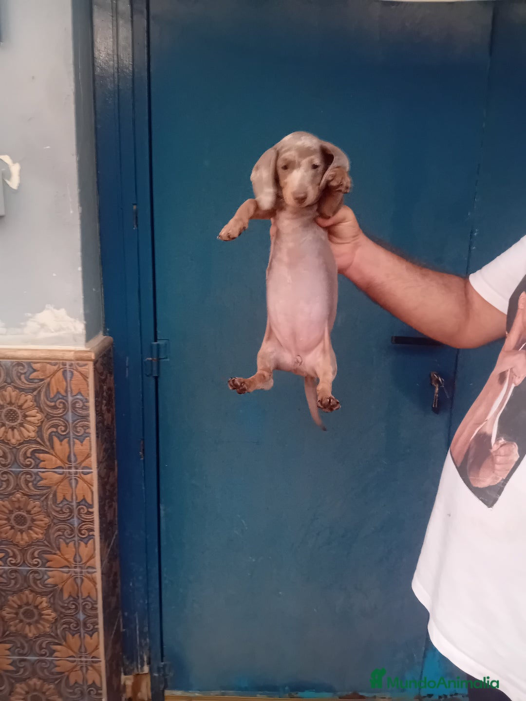Teckel Miniatura perros en venta: ‼️hembritas de teckel kaninchen  - Imagen 3