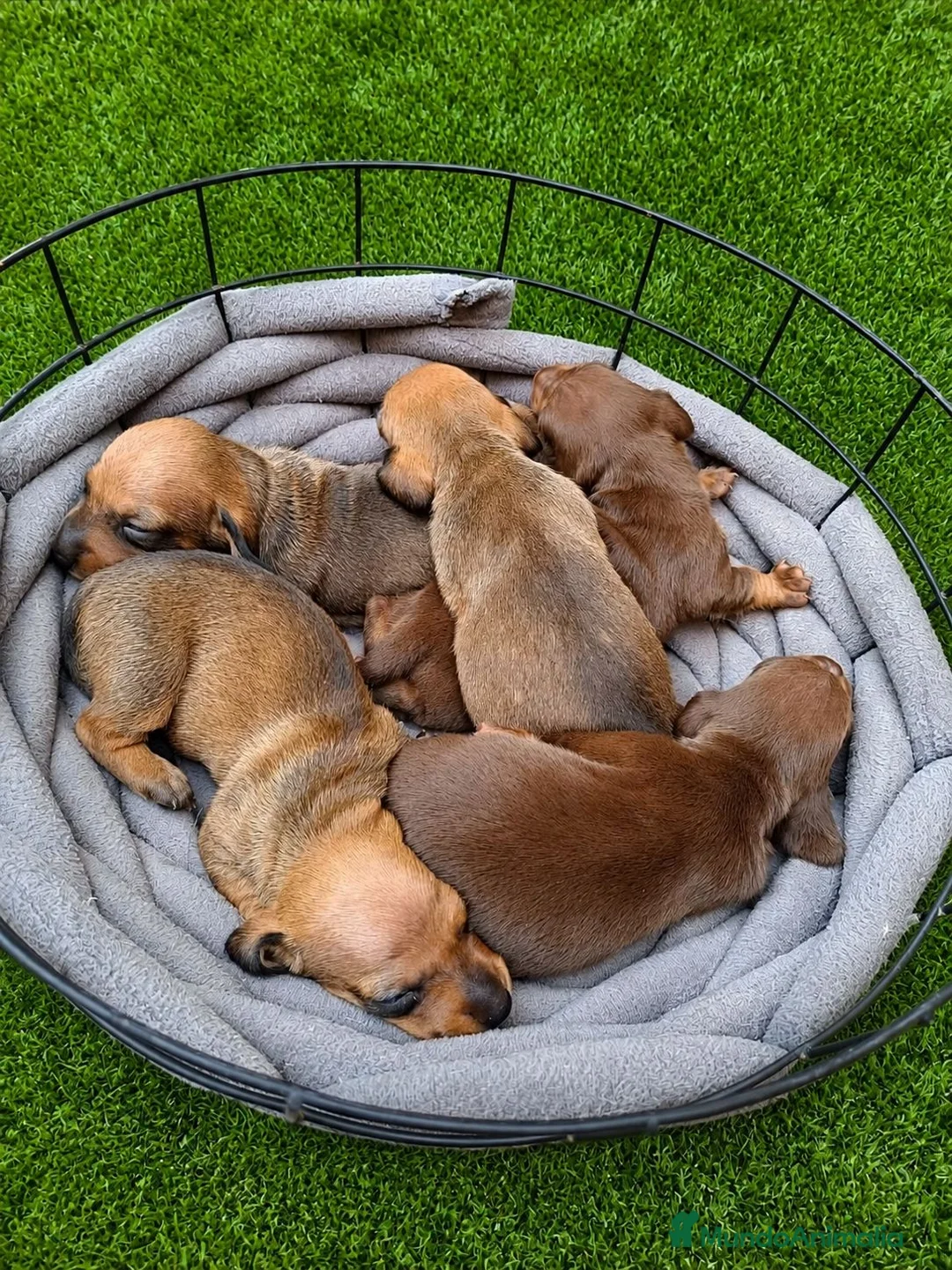 Teckel Miniatura perros en venta: Teckel kanichen kanichen maxima calidad - Anuncio 7