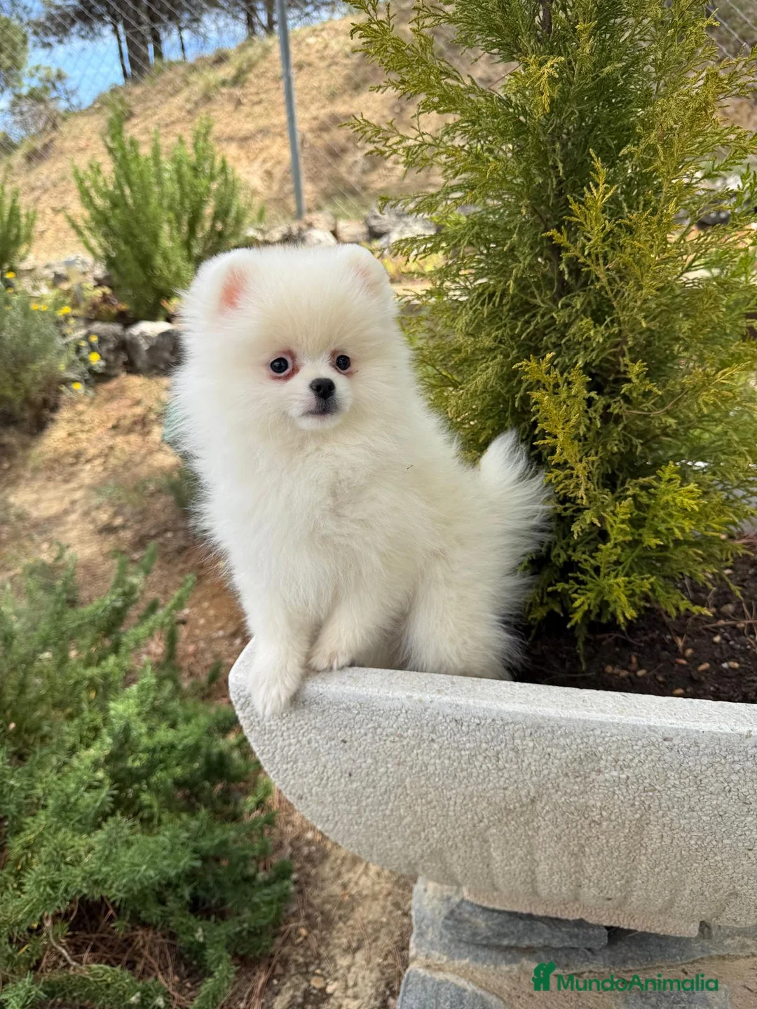 Pomerania perros en venta: Pomerania excelentes lineas (Hembra Disponible) - Anuncio 2