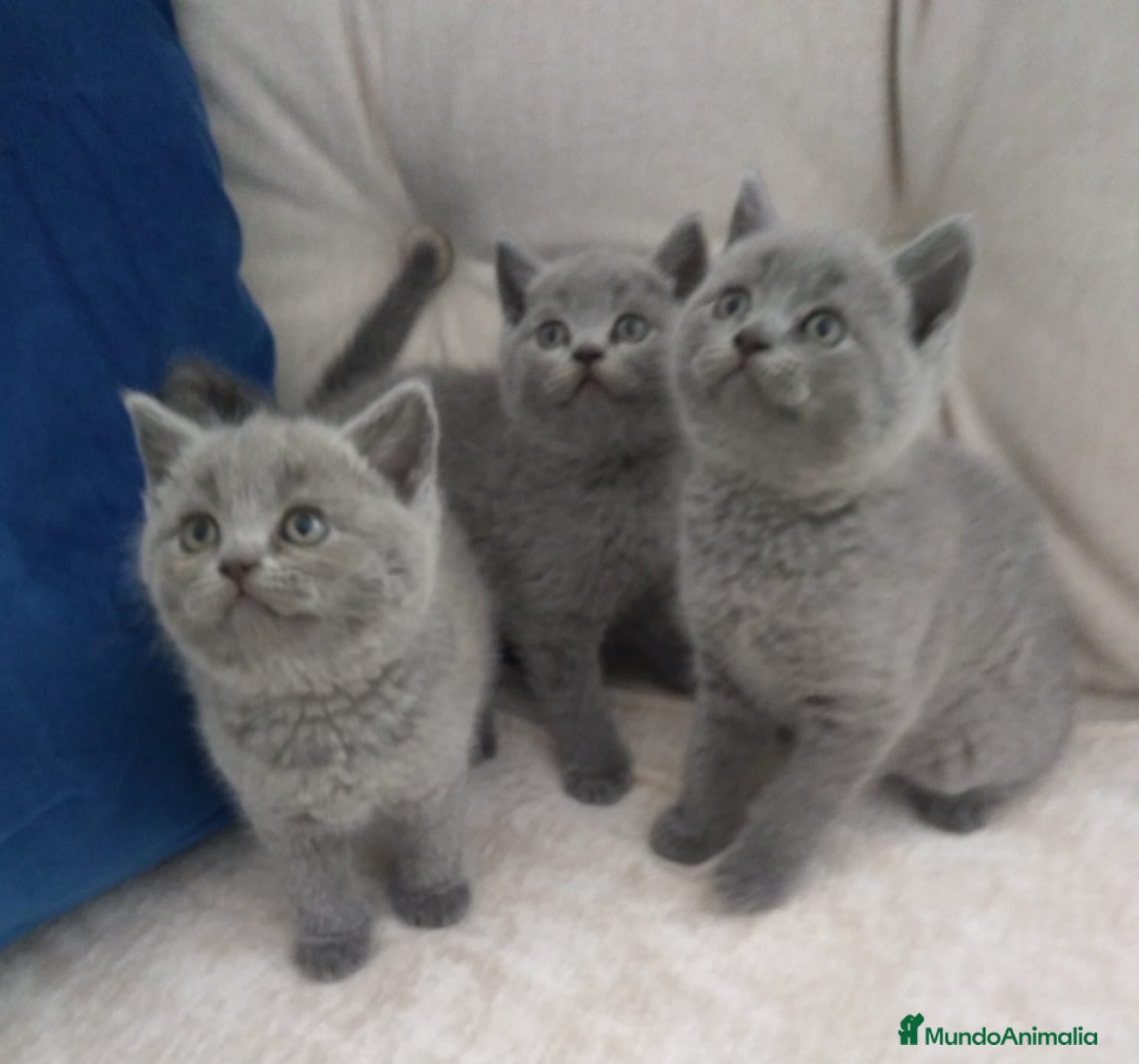 Británico de Pelo Corto gatos  British Shorthair  - Anuncio 1