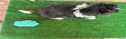 Shih Tzu perros en venta: Machos de shihtzu  - Anuncio 11