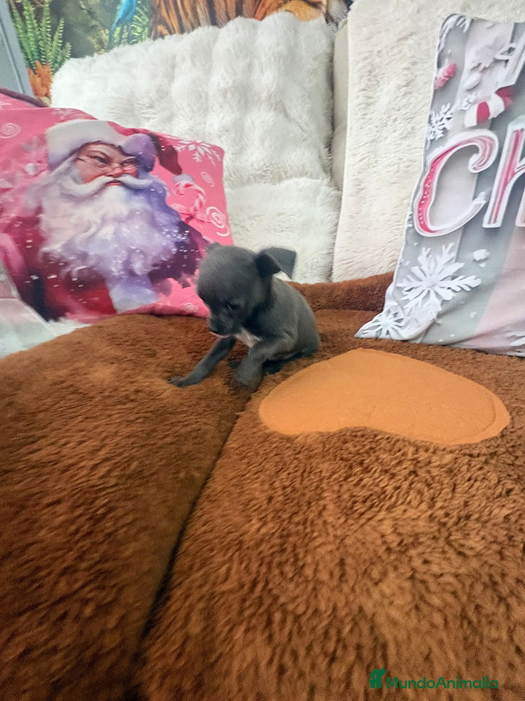 Chihuahua perros en venta: Chihuahua mini toy blue - Anuncio 13