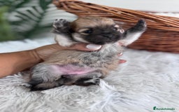 Pomerania perros en venta: POMERANIA HEMBRA - Imagen 6