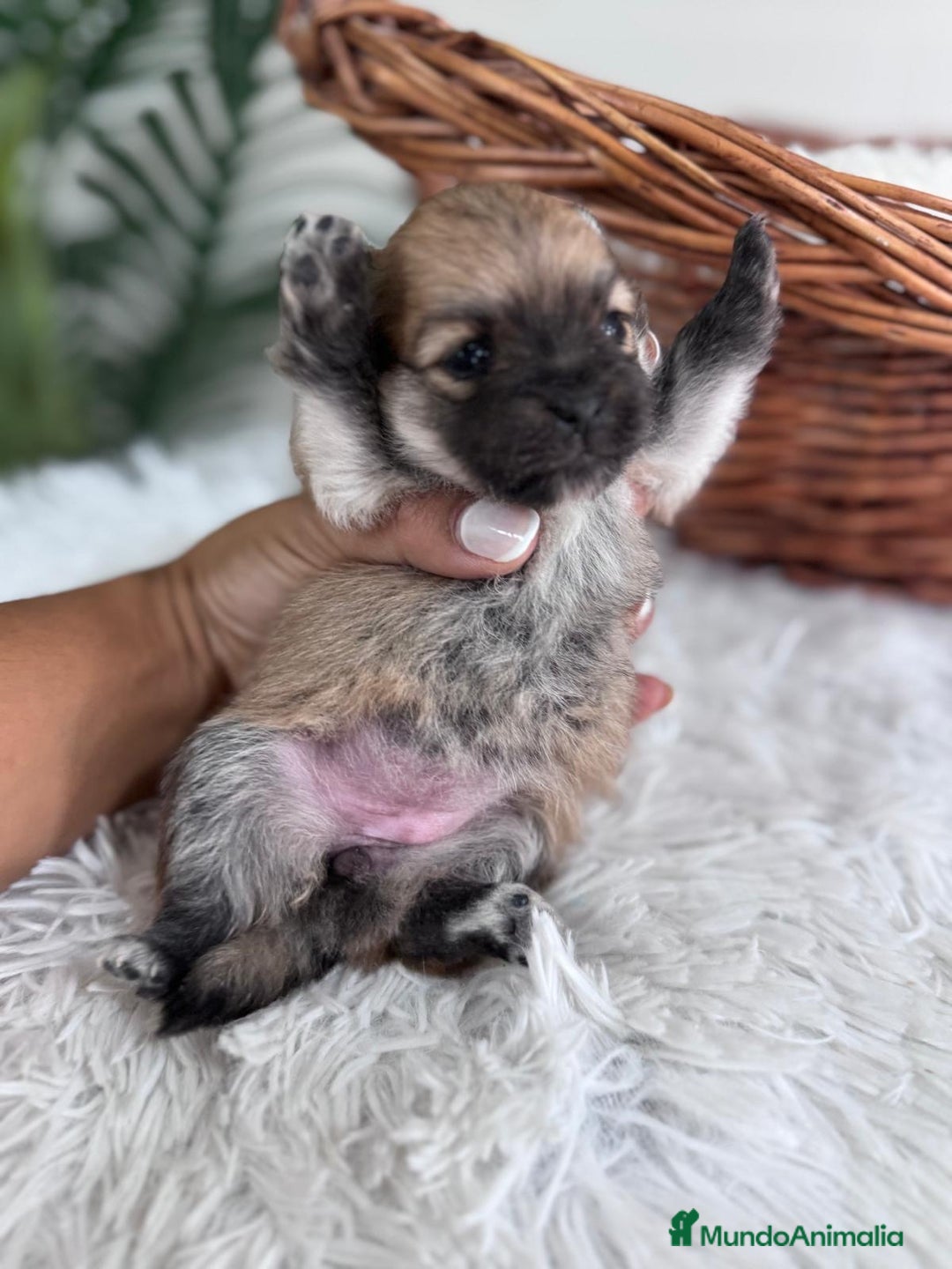 Pomerania perros en venta: POMERANIA HEMBRA - Imagen 6