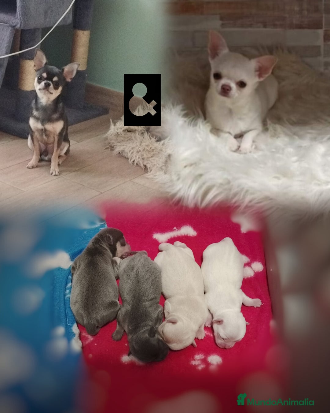 Chihuahua perros en venta: Chihuahuas cabeza manzana  - Anuncio 1