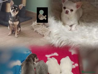 Chihuahua perros Chihuahuas cabeza manzana - Anuncio 17