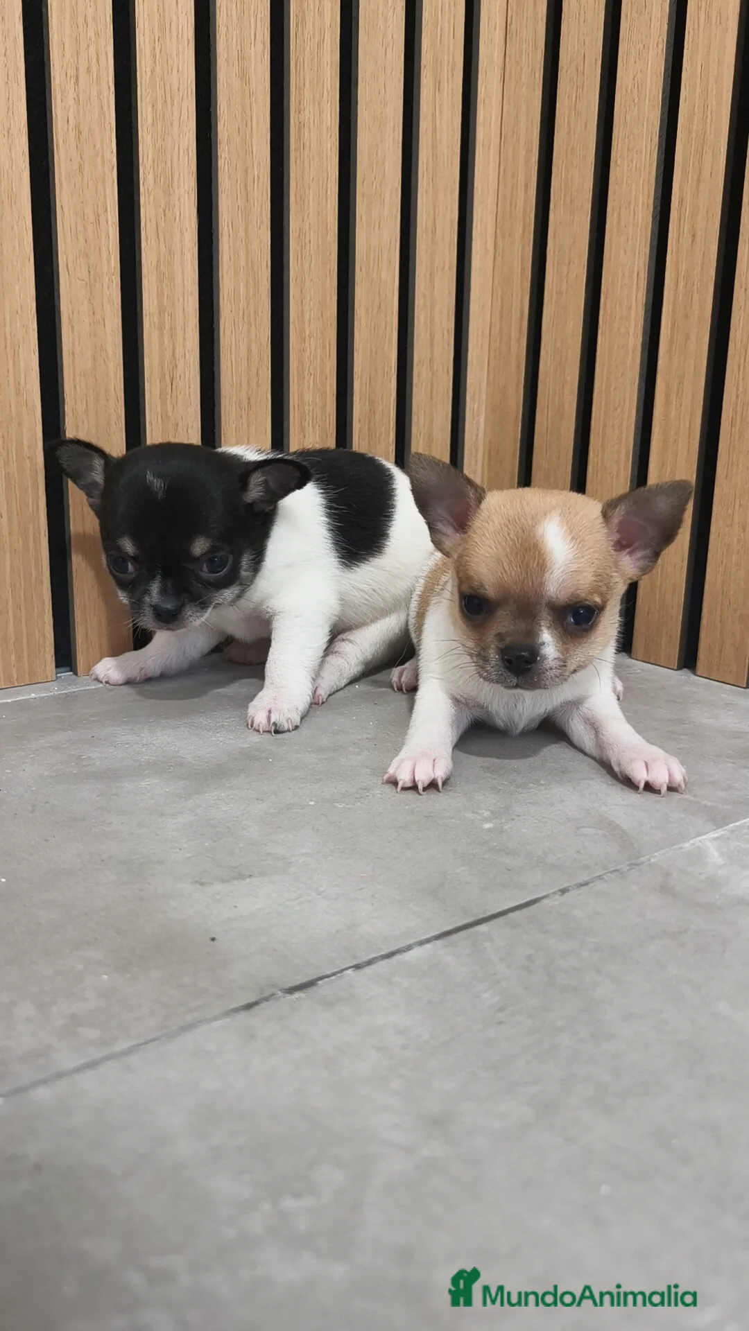 Chihuahua perros en venta: Chihuahua Toy  - Anuncio 6