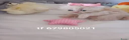 Persa gatos en venta: Disponible gatitos persa  - Anuncio 6
