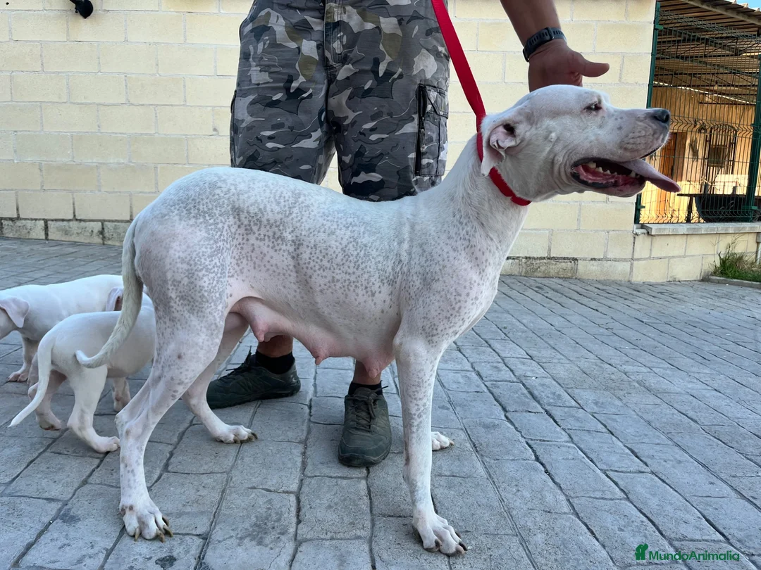 Dogo Argentino perros en venta: Dogos argentinos  en Segovia - Anuncio 14