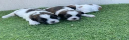 Shih Tzu perros en venta: shih tzu minis - Anuncio 1