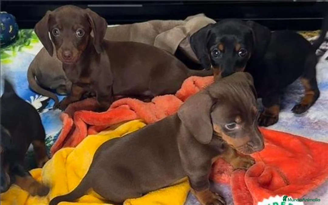 Teckel Miniatura perros en venta: Teckel  - Anuncio 2