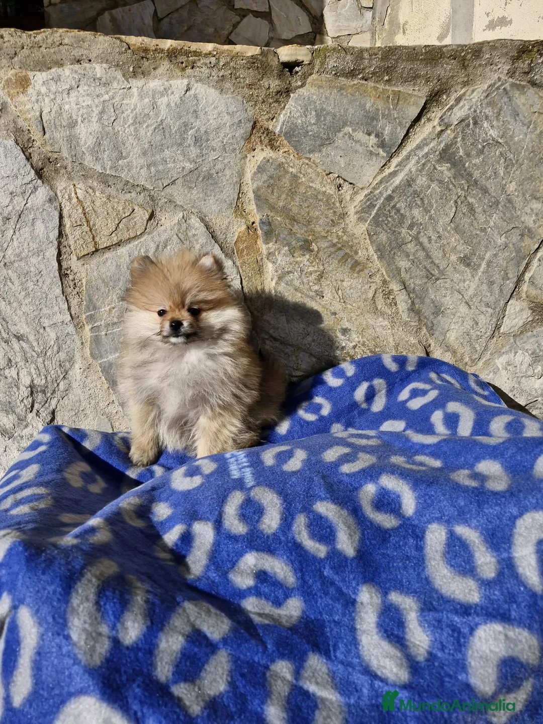 Pomerania perros en venta: Lulú de Pomerania - Anuncio 2