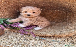 Maltipoo perros en venta: Maltipoo  - Imagen 12
