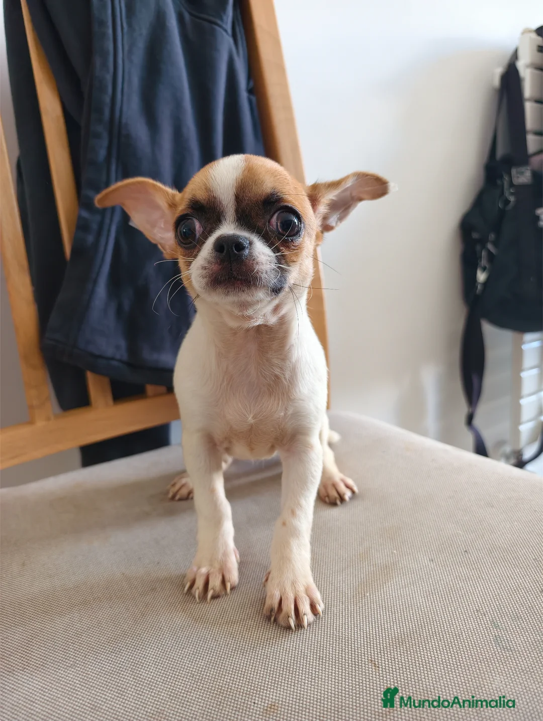 Chihuahua perros en venta: Chihuahua cabeza manzana  - Anuncio 4