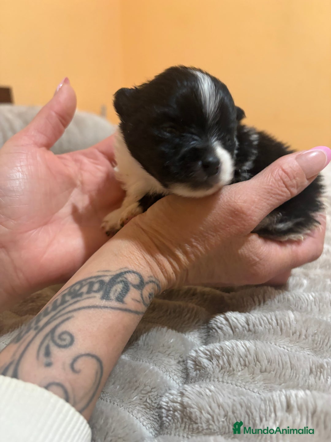 Pomerania perros en venta: Macho Lulu de Pomerania Toy party  - Anuncio 4