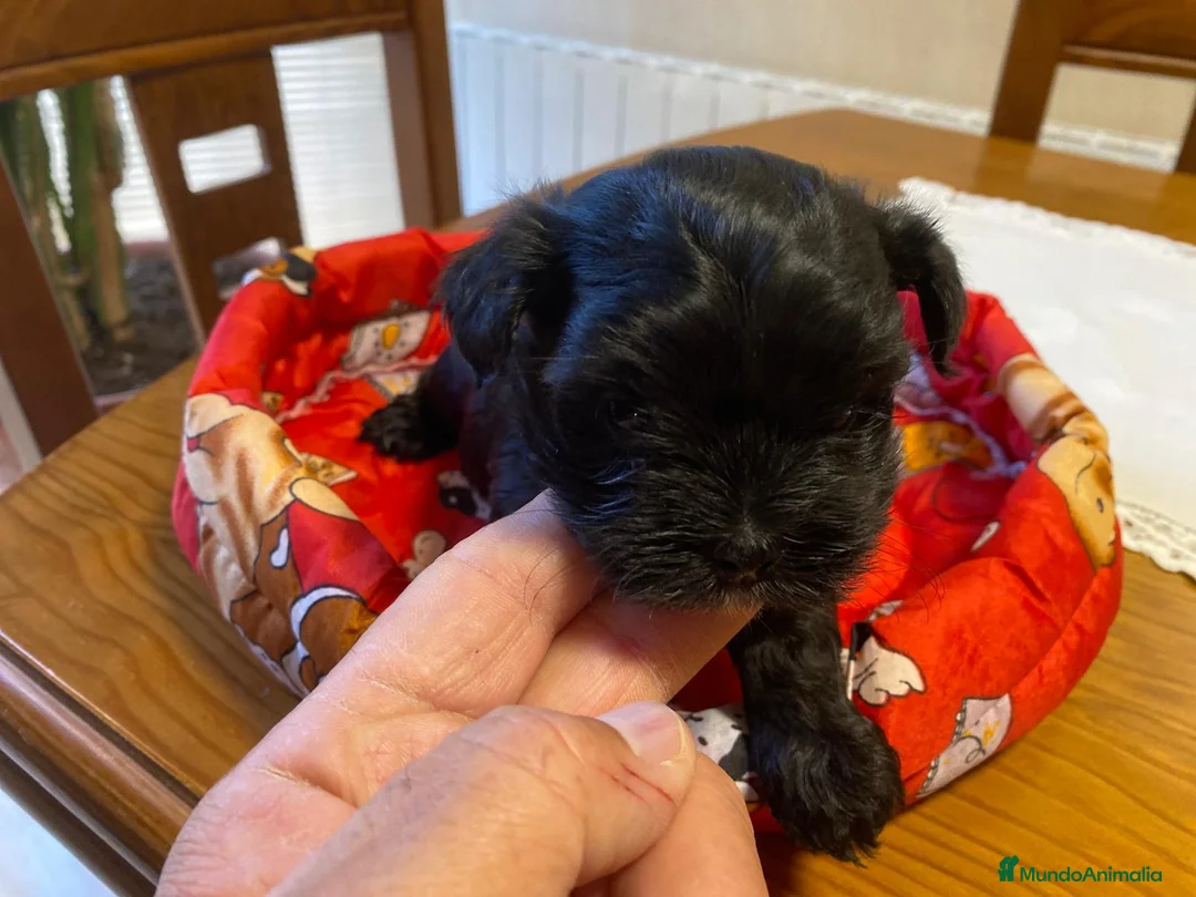 Maltipoo perros en venta: Maltipoo Hembra Negra - Anuncio 2