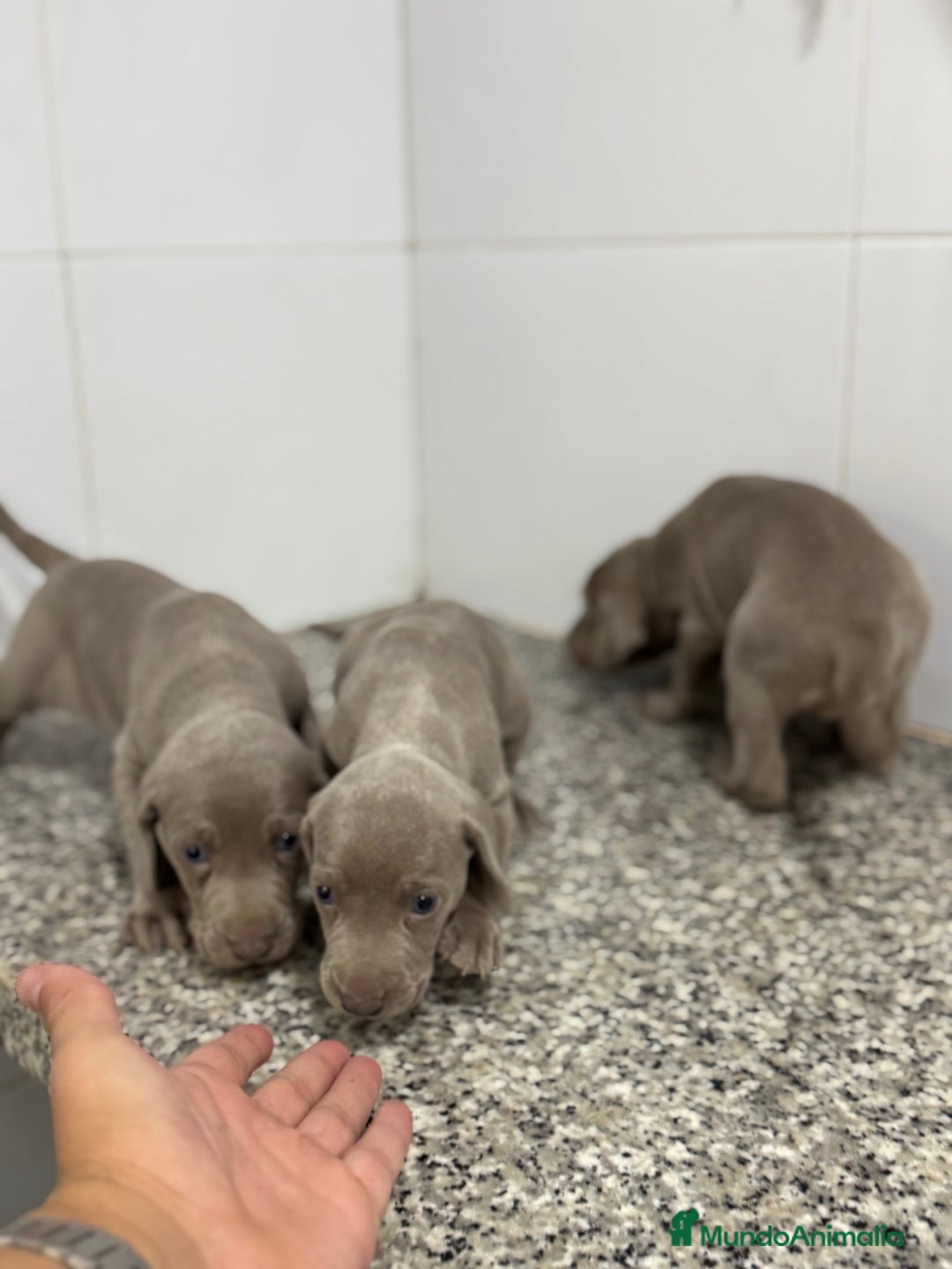 Weimaraner perros en venta: Cachorros Bravo de Weimar 600€ PRECIO REAL - Anuncio 5