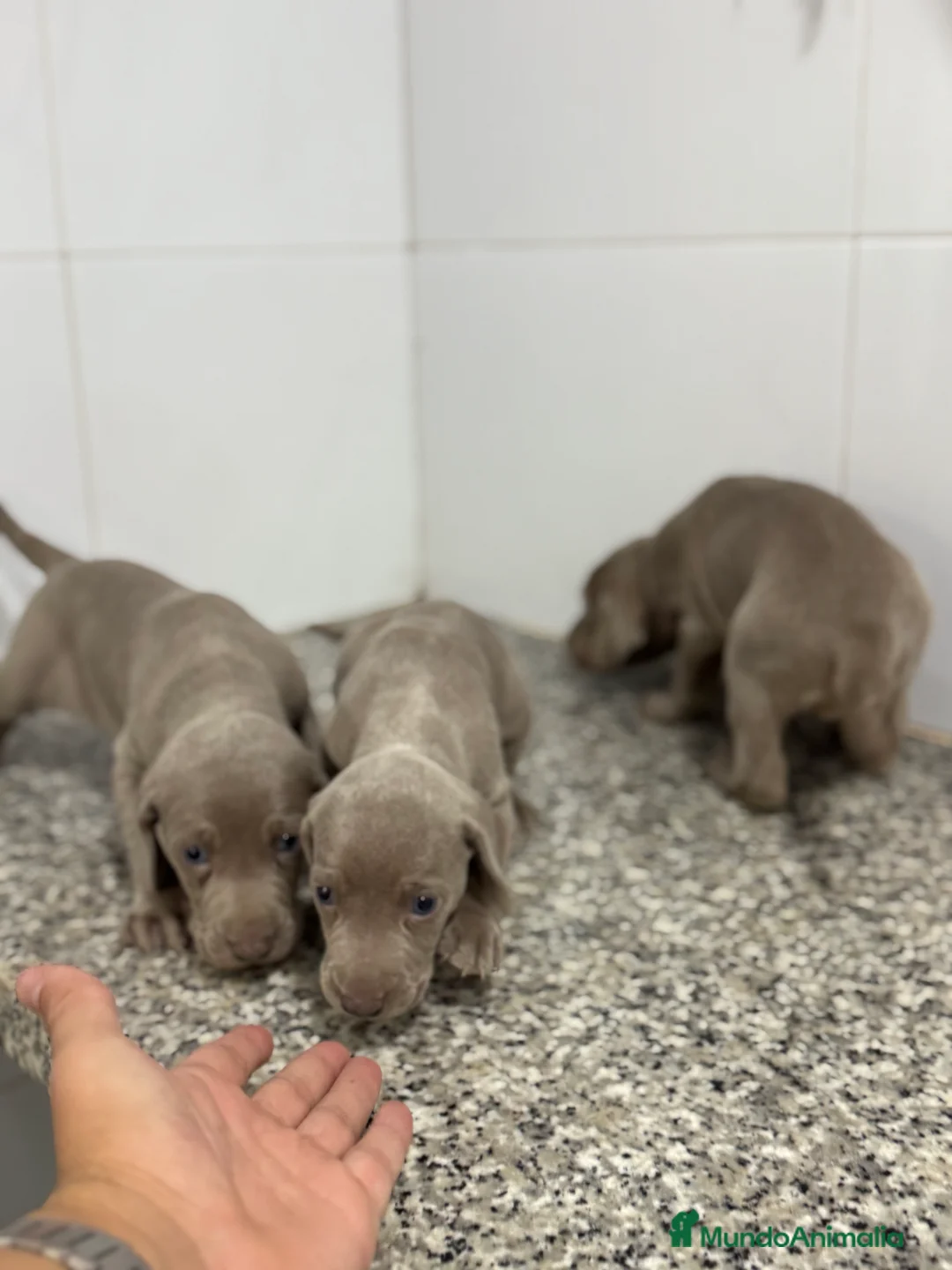 Weimaraner perros en venta: Cachorros Bravo de Weimar 450€ PRECIO REAL - Anuncio 5