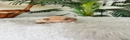 Chihuahua perros en venta: CHIHUAHUA  - Anuncio 9