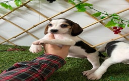 Beagle perros en venta: CACHORRITA BEAGLE - Imagen 3