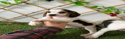Beagle perros en venta: CACHORRITA BEAGLE - Anuncio 3