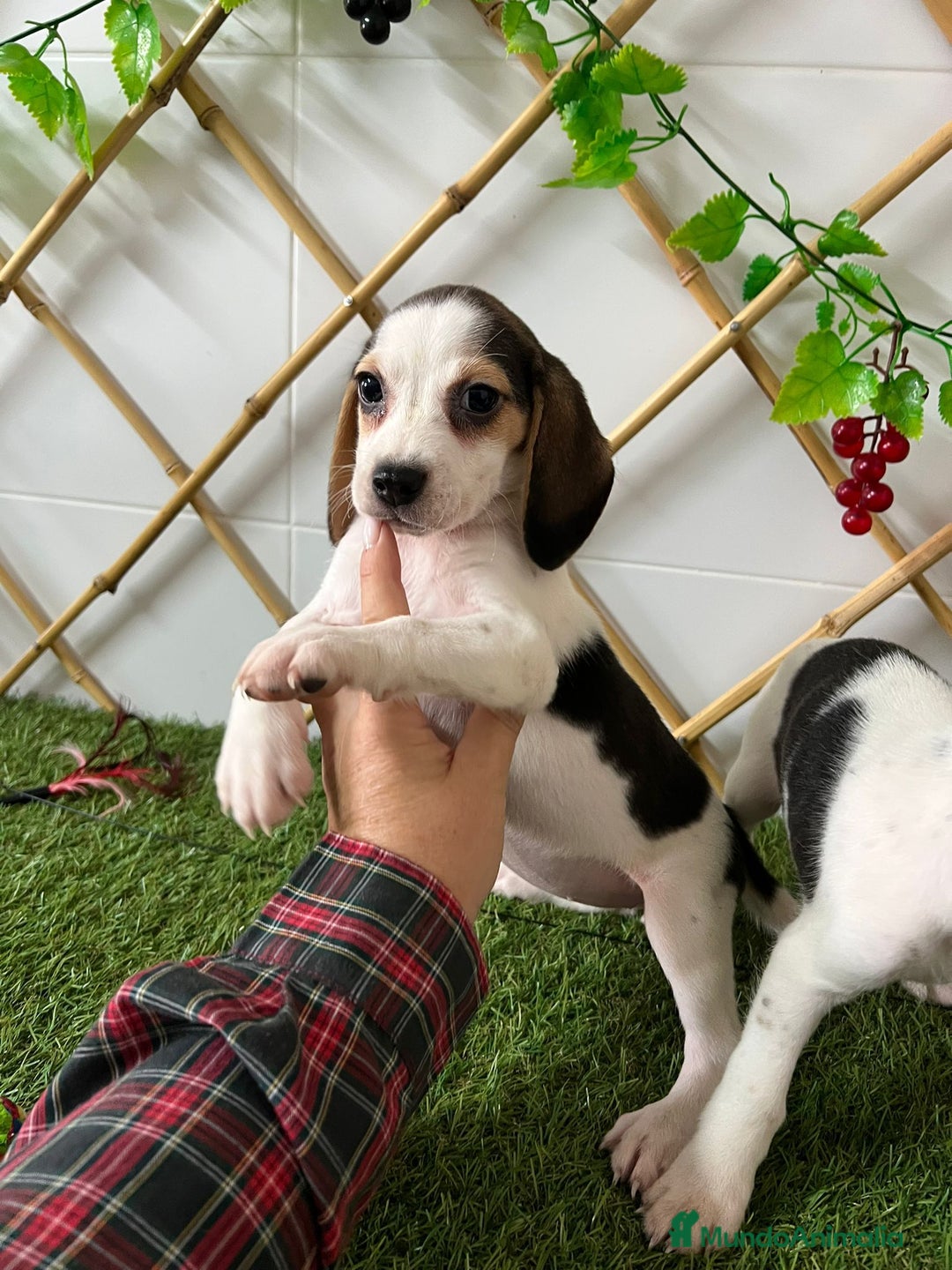 Beagle perros en venta: CACHORRITA BEAGLE - Imagen 3