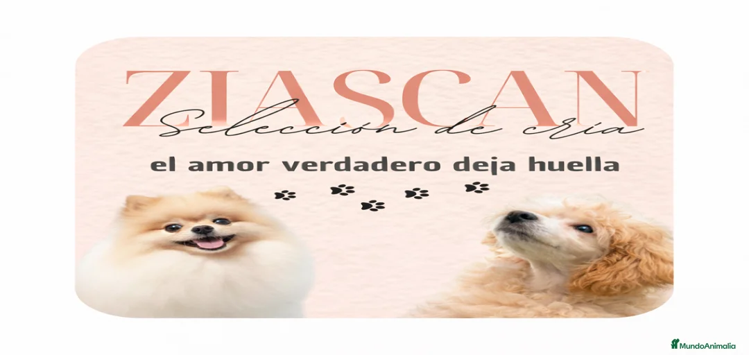 Imagen de galería {{count}}