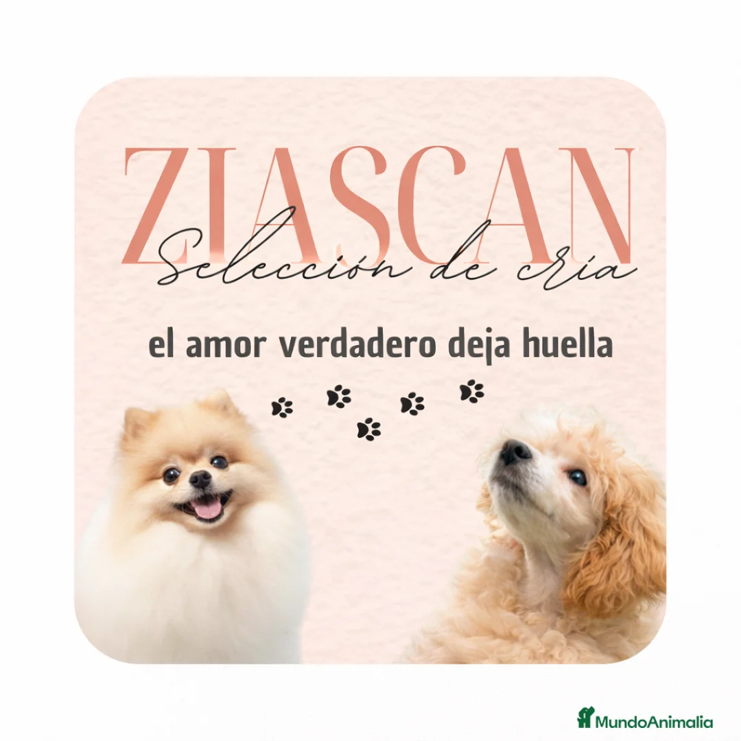 Imagen de galería {{count}}