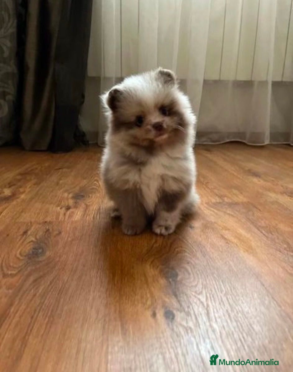 Pomerania perros POMERANIA TOY en Murcia - Anuncio 8