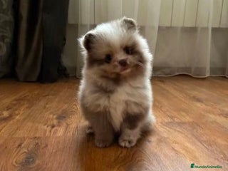 Pomerania perros en Murcia - Anuncio 32