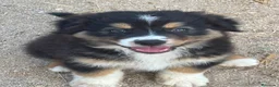 Pastor Australiano perros en venta: Cachorros pastor australiano  - Anuncio 2