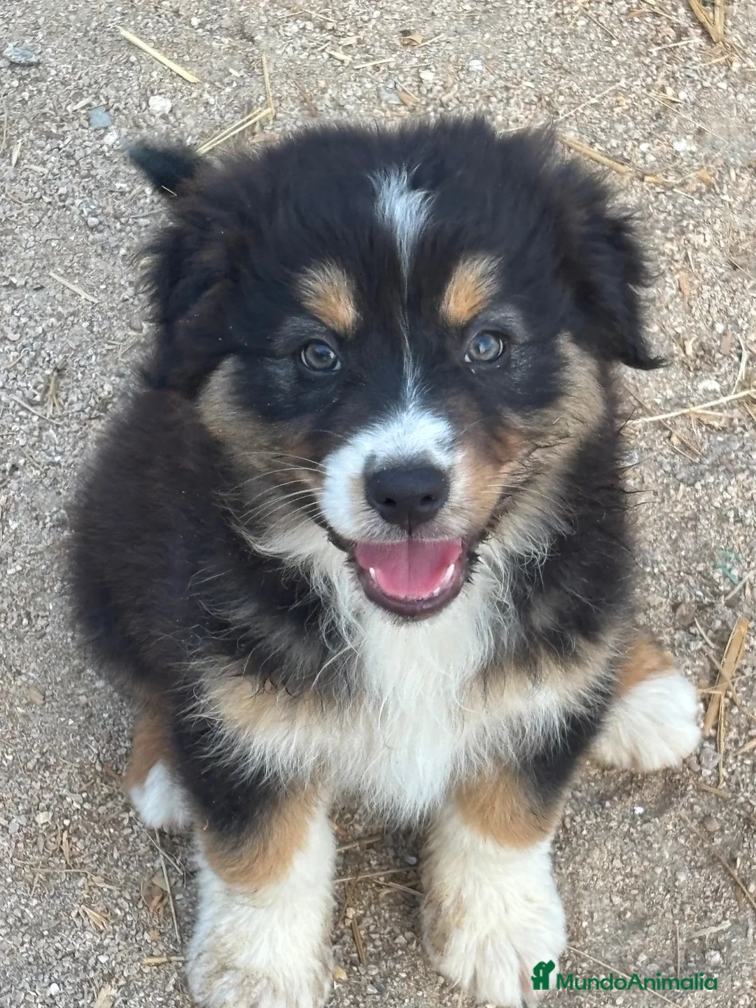 Pastor Australiano perros en venta: Cachorros pastor australiano  - Anuncio 2