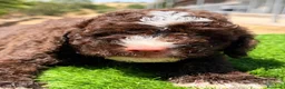 Perro de Agua Español perros en venta: Perro de agua español  - Anuncio 20