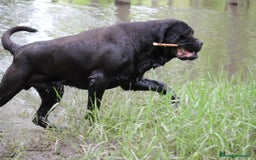 Cane Corso perros en venta: Preciosa camada de Cane Corso  - Anuncio 4