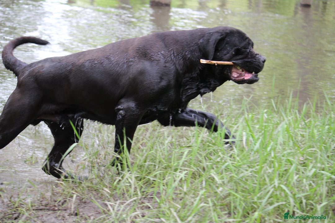 Cane Corso perros en venta: Preciosa camada de Cane Corso  - Anuncio 4