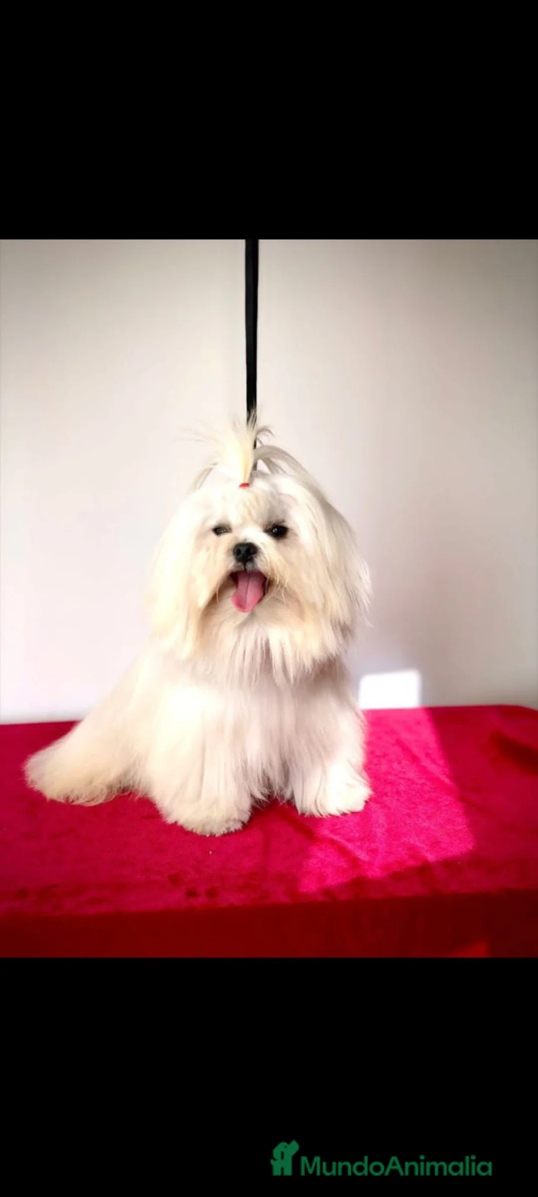 Bichón Maltés perros en venta: Bichón maltes linea americana  - Anuncio 7