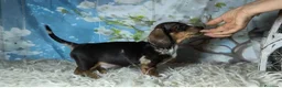 Teckel perros en venta: Teckel kanichen  - Anuncio 1