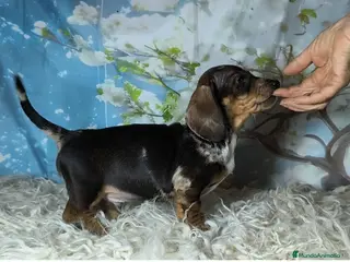 Teckel perros Teckel kanichen - Anuncio 14