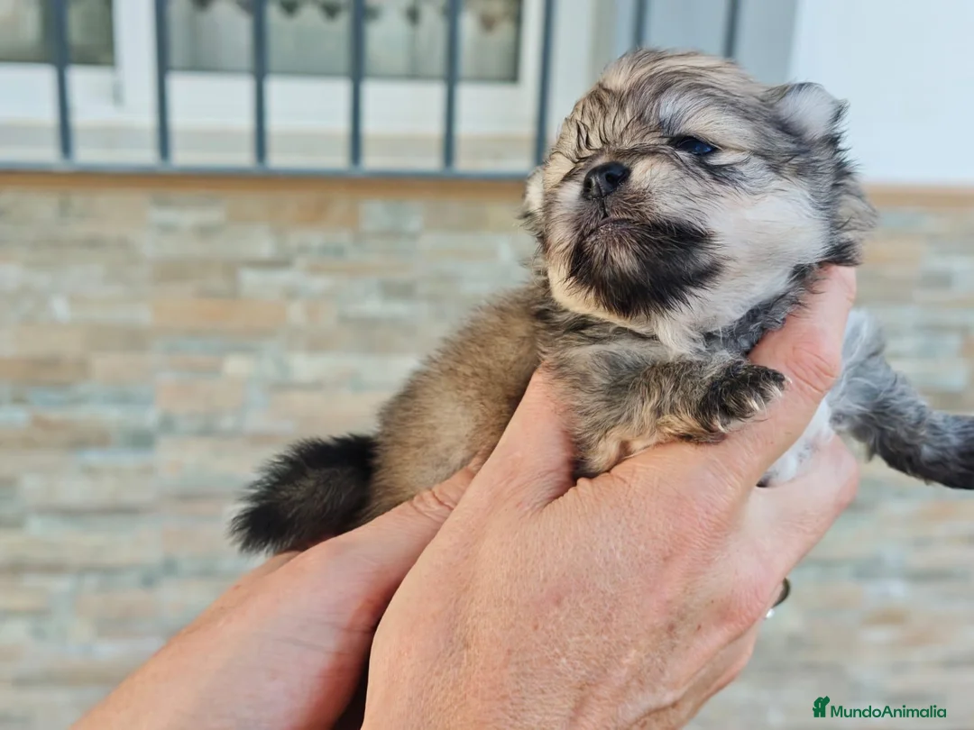 Pomerania perros en venta: Pomerania - Anuncio 2