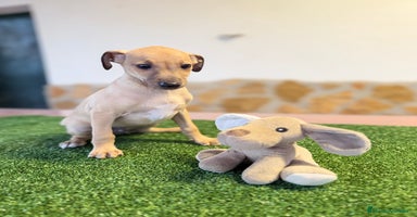 Pequeño Lebrel Italiano perros - Anuncio 4