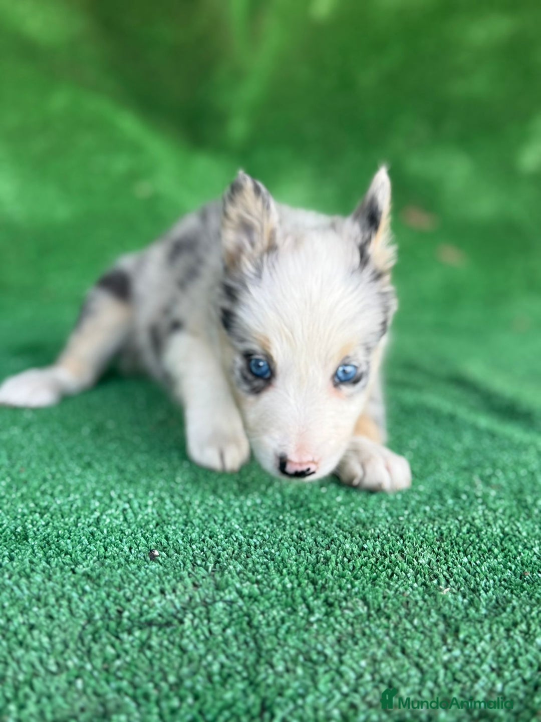 Border Collie perros en venta: Border collie  - Imagen 14